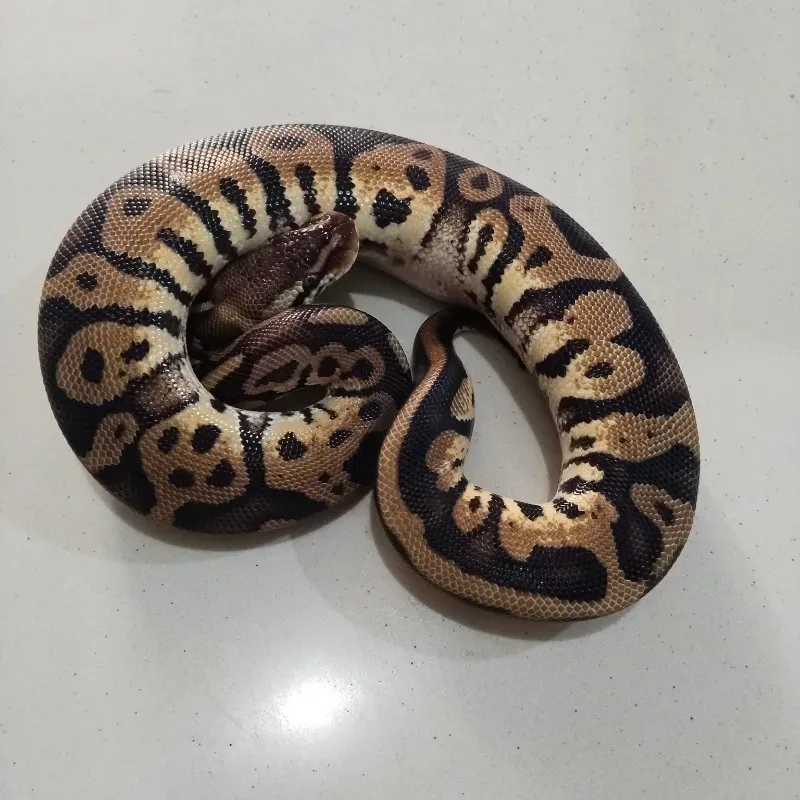 Pastel Leopard Het Ultramel