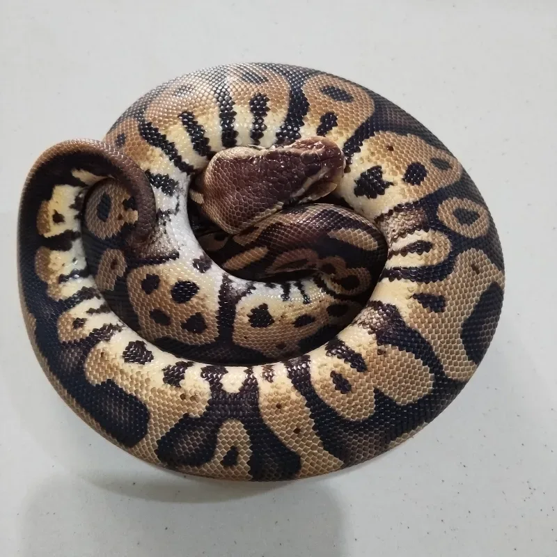 Pastel Leopard Het Ultramel