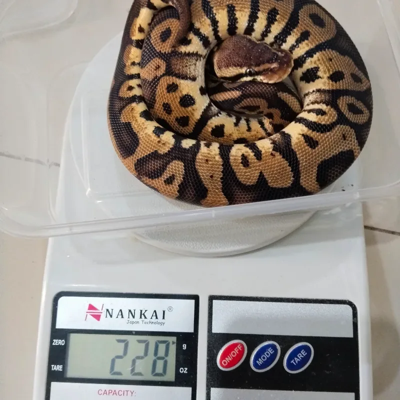 Pastel Leopard Het Ultramel