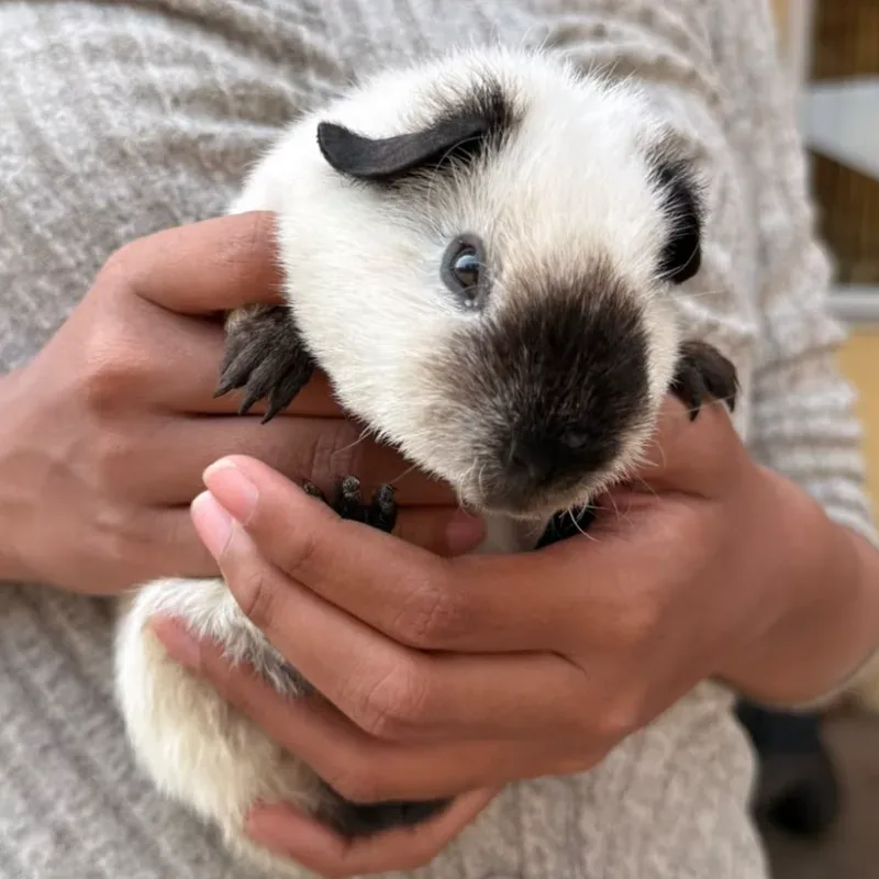 Guinea Pig Panda