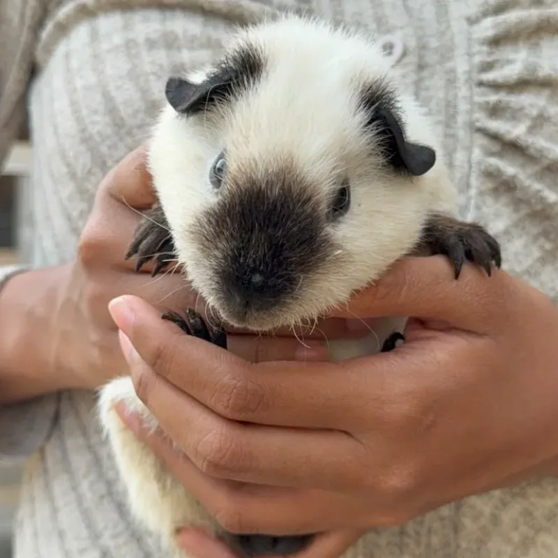 Guinea Pig Panda