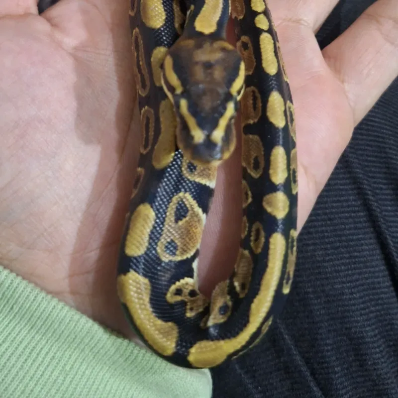 Fire Het Clown Pos Het Lavender Albino