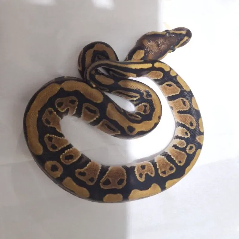 Fire Het Clown Pos Het Lavender Albino