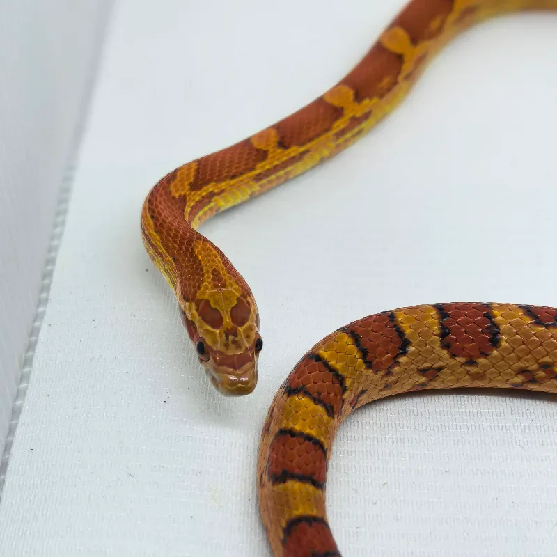 Cornsnake Red Factor