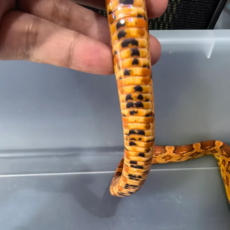 Cornsnake Red Factor