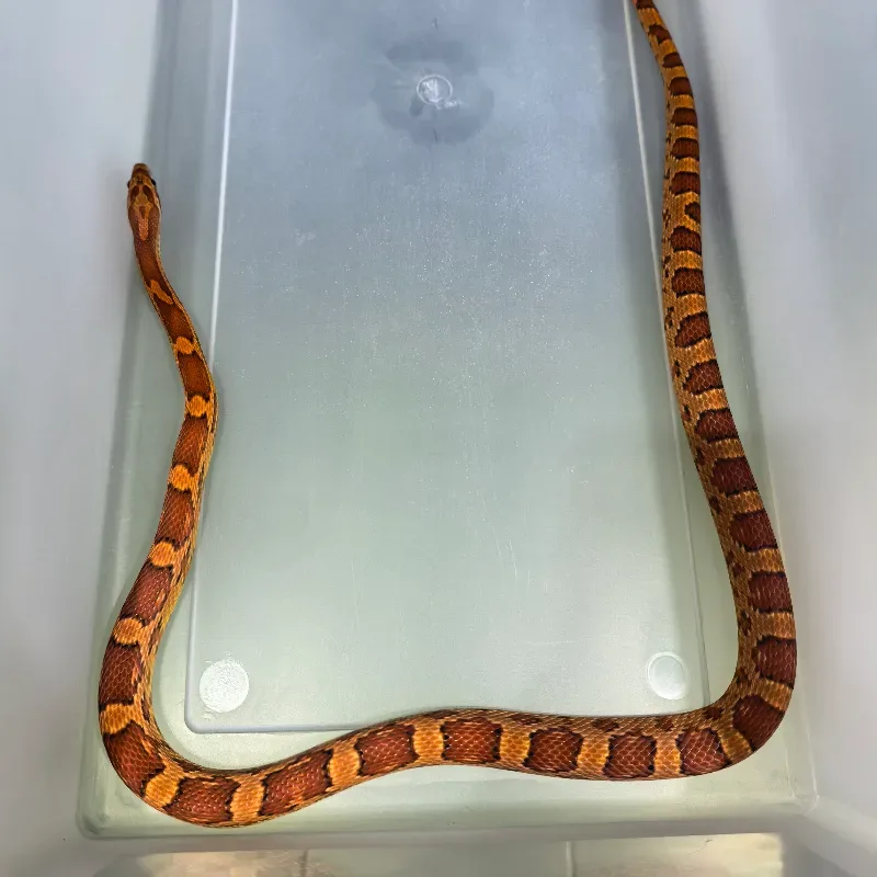 Cornsnake Red Factor