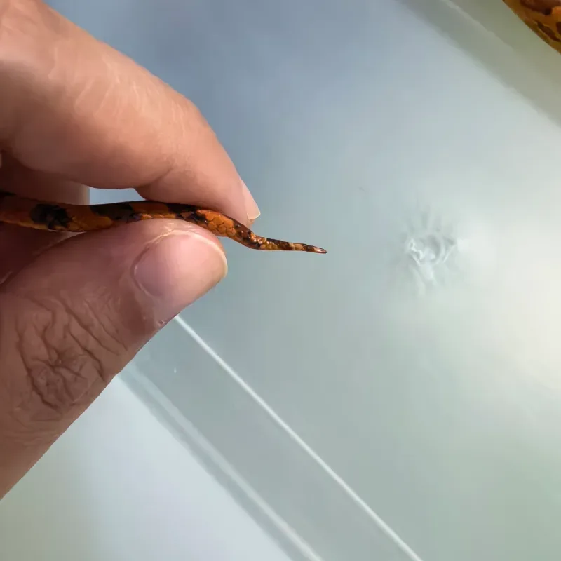 Cornsnake Red Factor