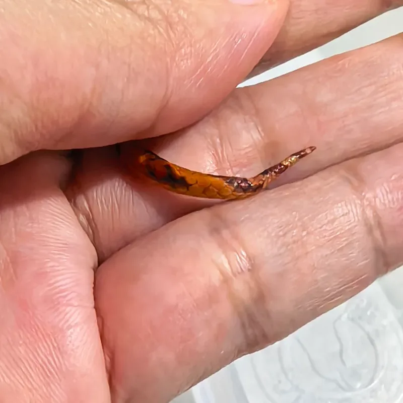 Cornsnake Red Factor
