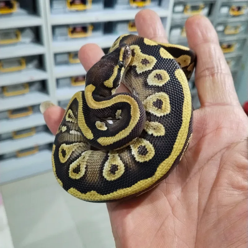 Mojave Leopard Yellowbelly
