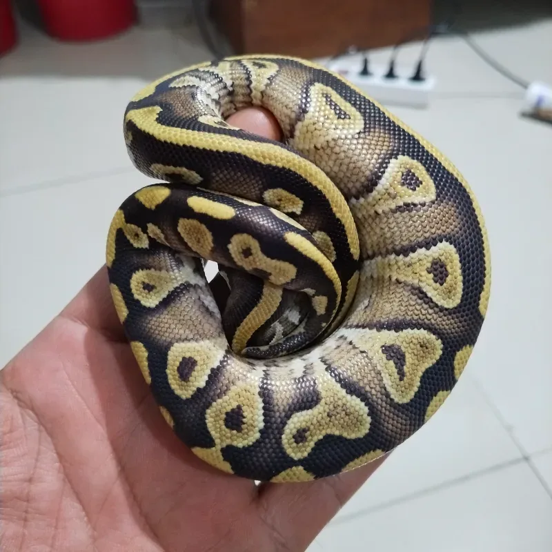 Mojave Leopard Yellowbelly