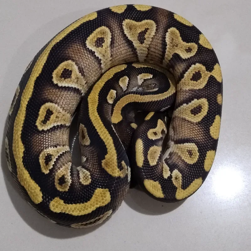 Mojave Leopard Yellowbelly