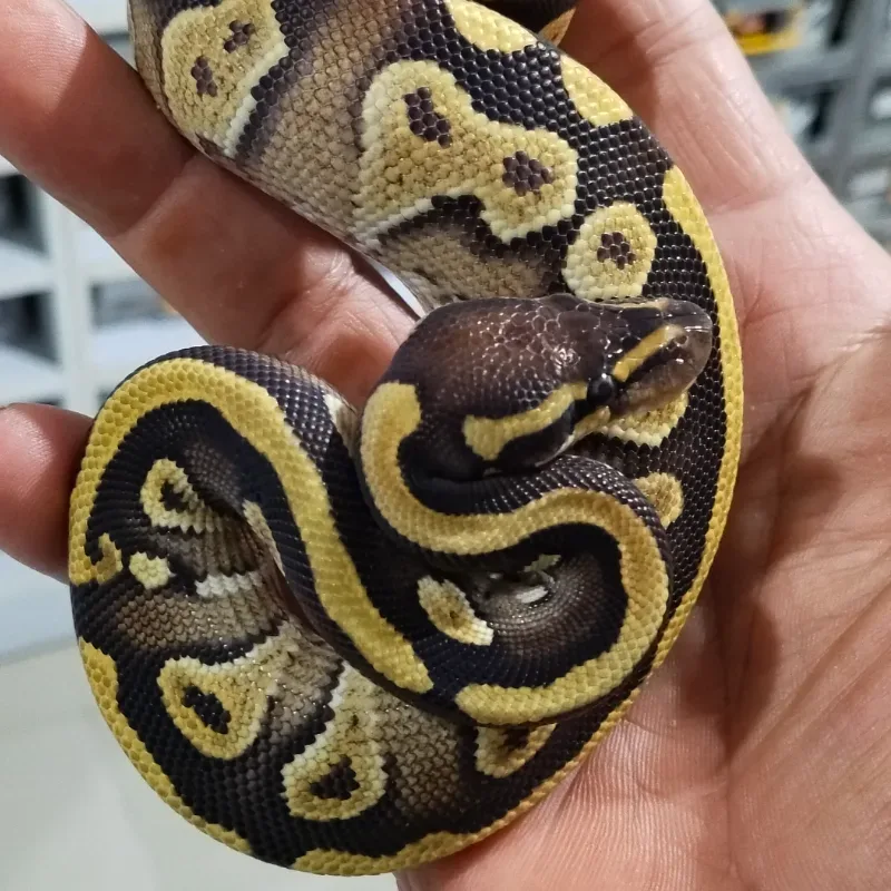 Mojave Leopard Yellowbelly