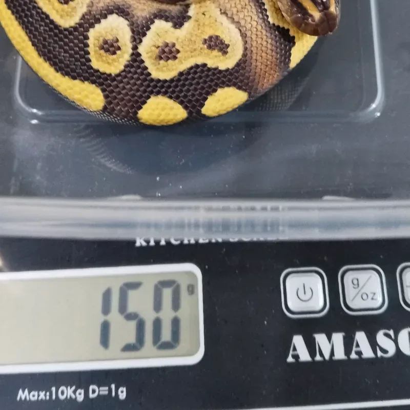 Mojave Leopard Yellowbelly