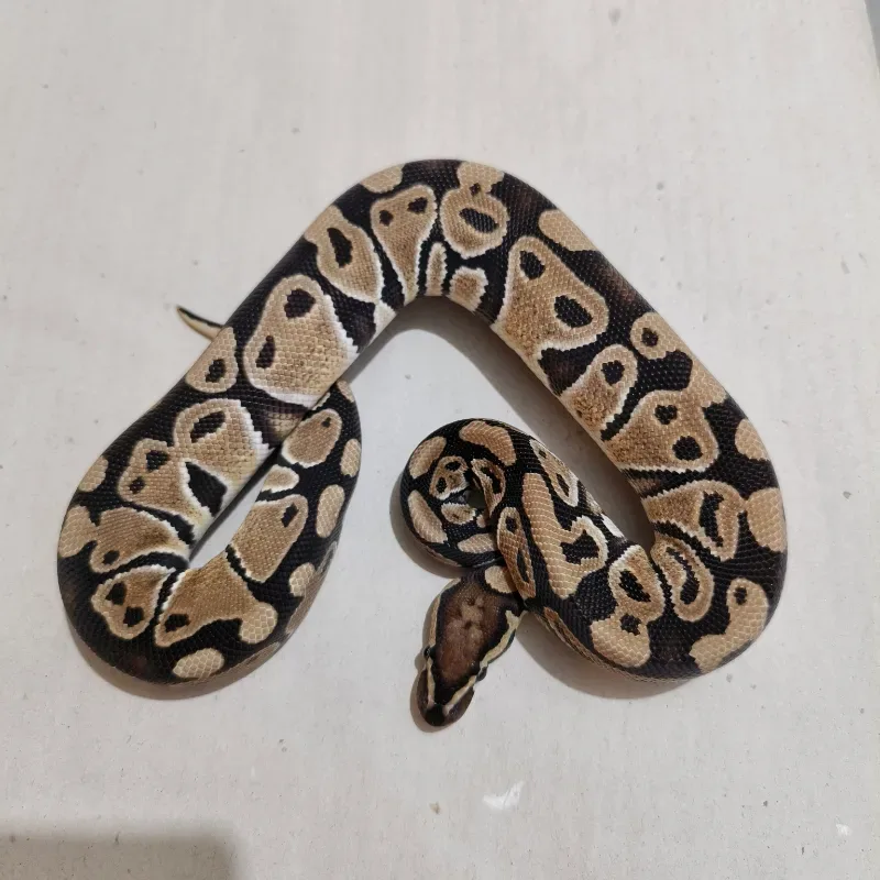 Female het Axa VPI