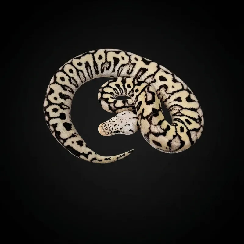 Pastel spotnose DG clown