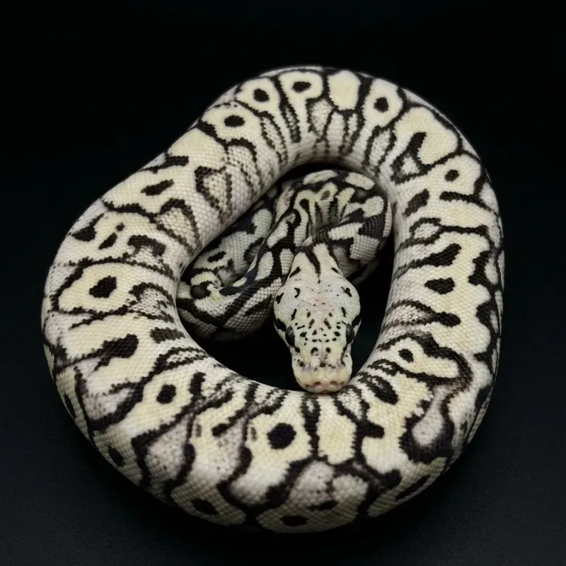 Pastel spotnose DG clown