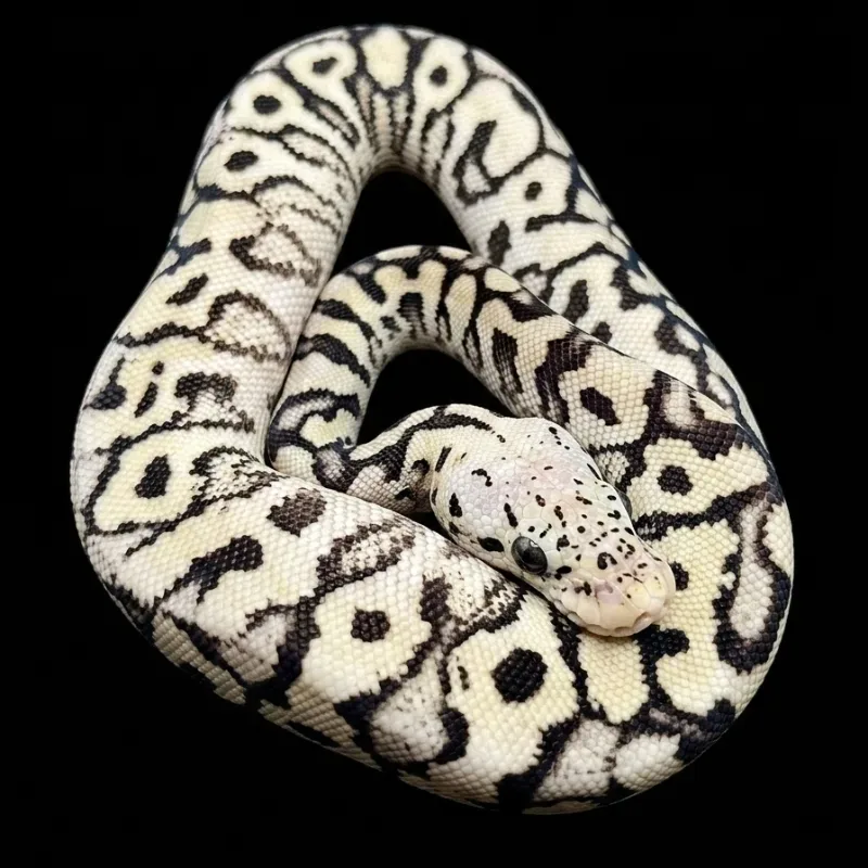 Pastel spotnose DG clown