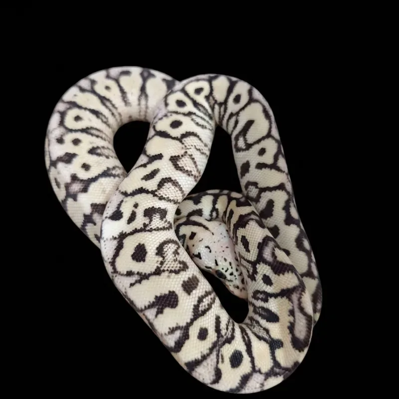 Pastel spotnose DG clown