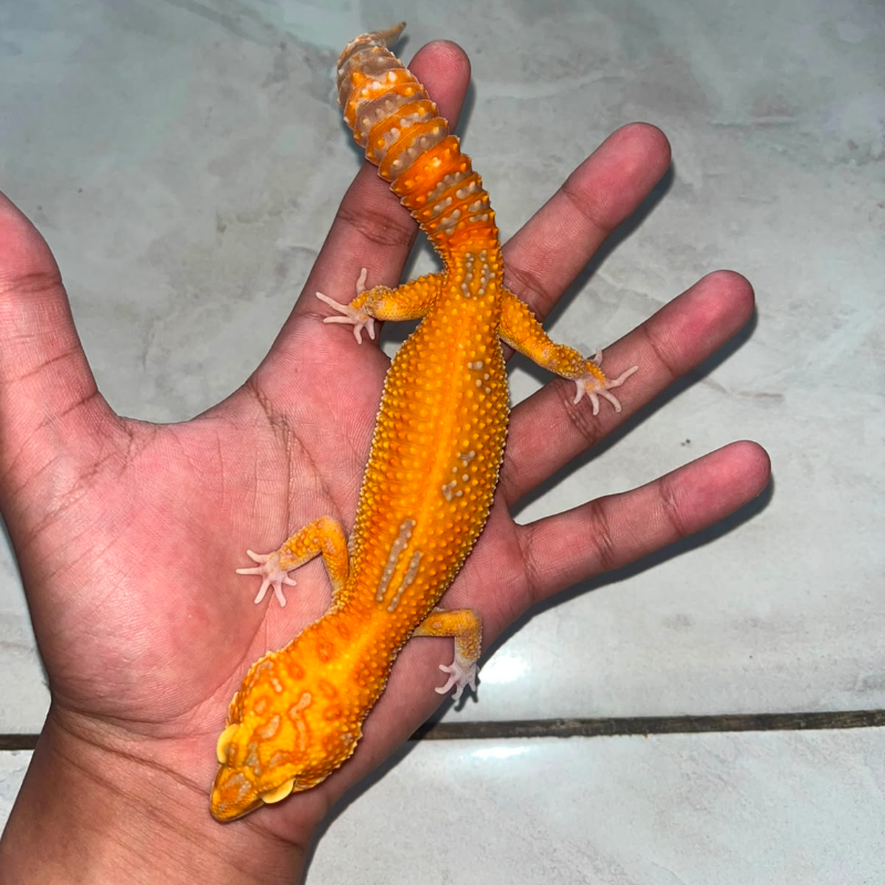 Tremper jungle ph eclipse