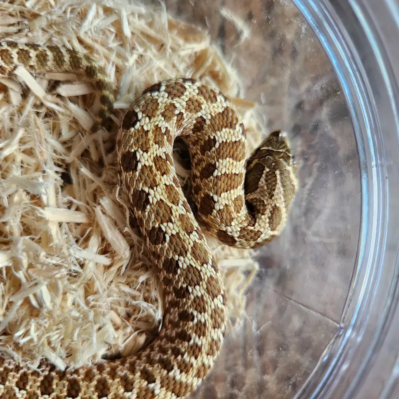 Hognose Nomal Female (het albino)
