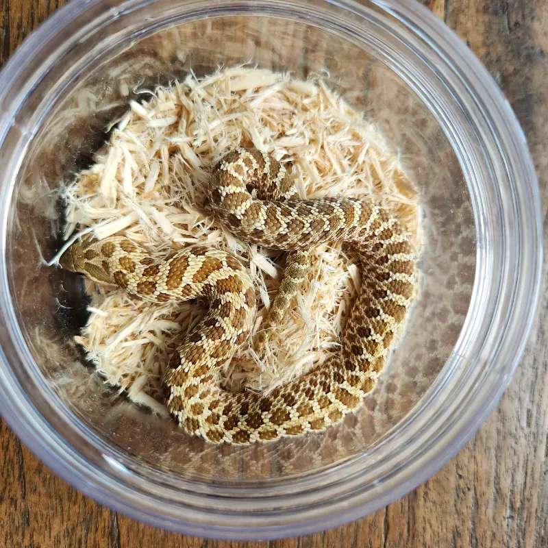 Hognose Nomal Female (het albino) 2