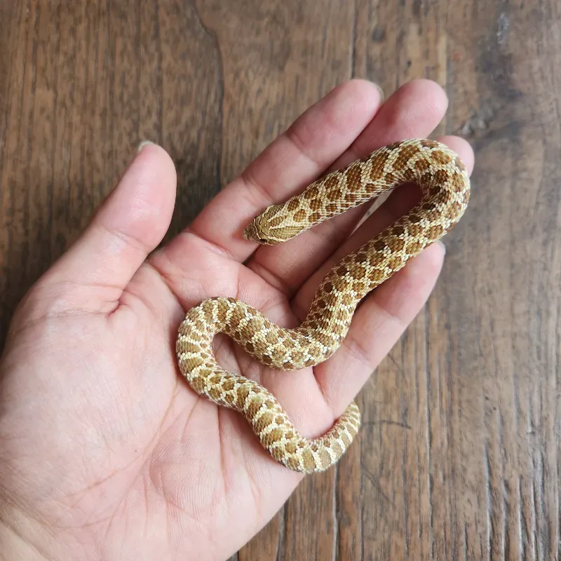 Hognose Nomal Female (het albino) 3