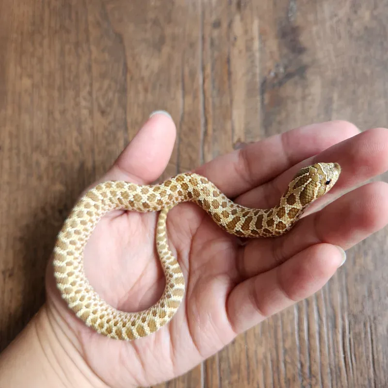 Hognose Nomal Female (het albino) 4