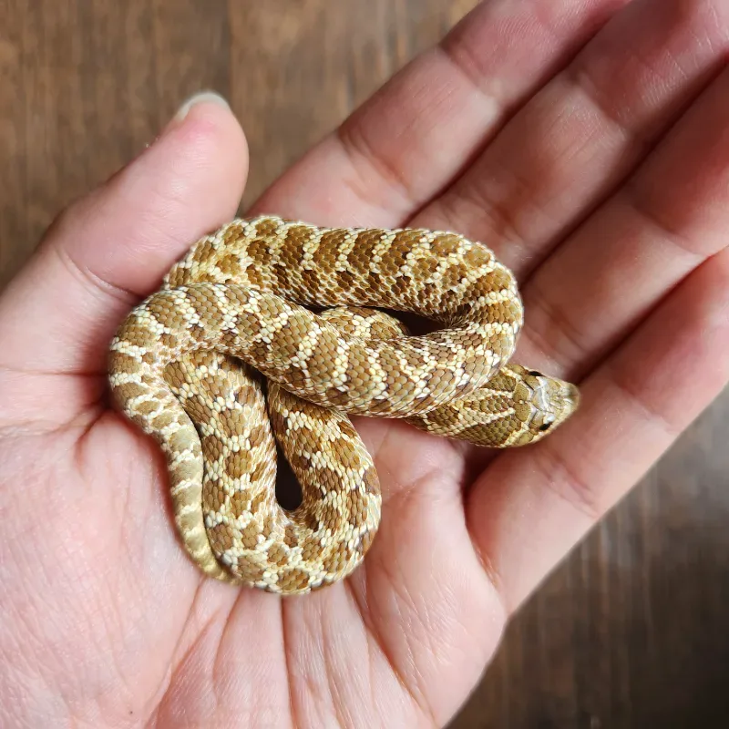 Hognose Nomal Female (het albino) 5