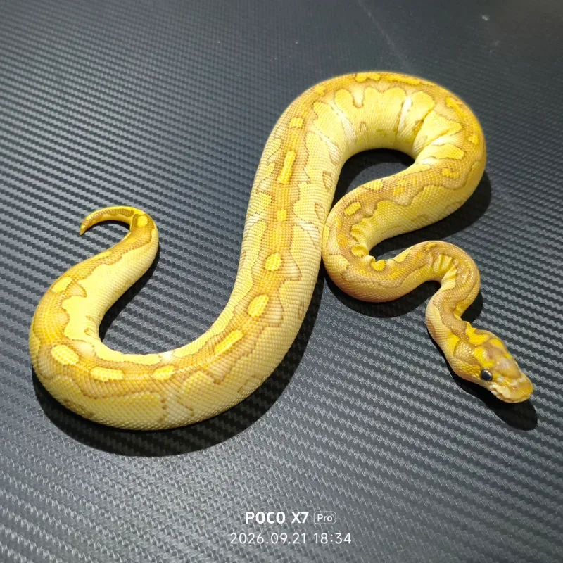 Lesser yellow belly clown