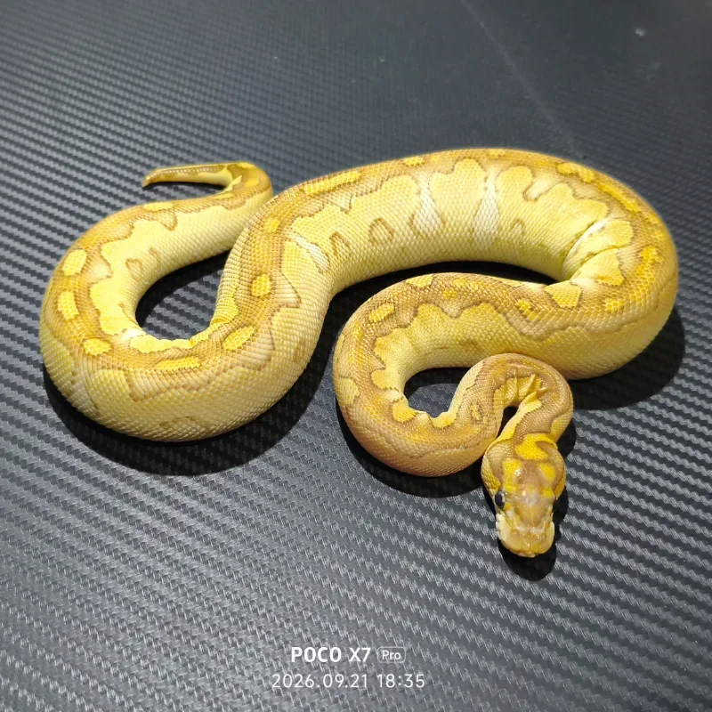 Lesser yellow belly clown
