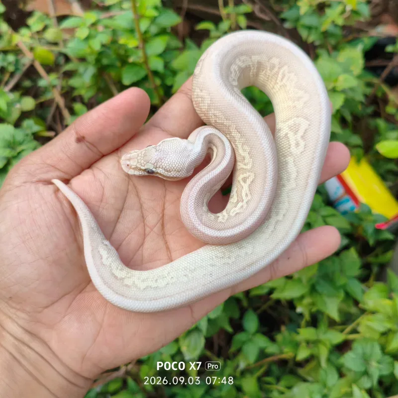 Banana pastel lesser leopard cinnamon het clown