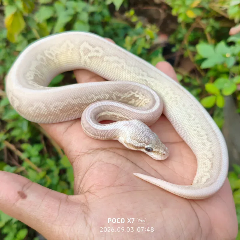 Banana pastel lesser leopard cinnamon het clown