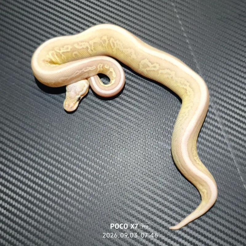 Banana pastel lesser leopard cinnamon het clown