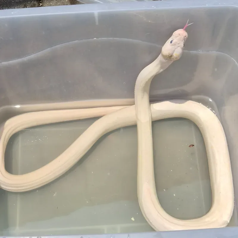 Ivory Retic het Albino White Phase