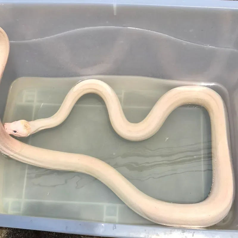 Ivory Retic het Albino White Phase
