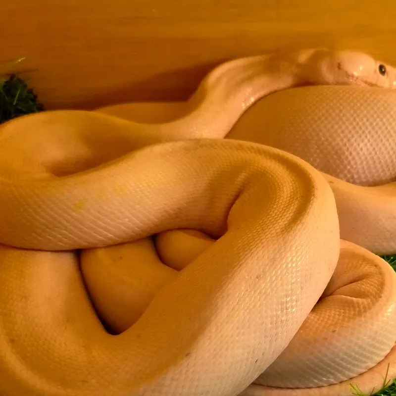Ivory Retic het Albino White Phase