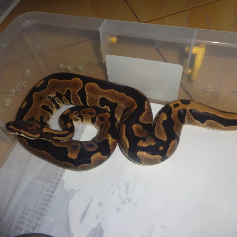 leopard het clown