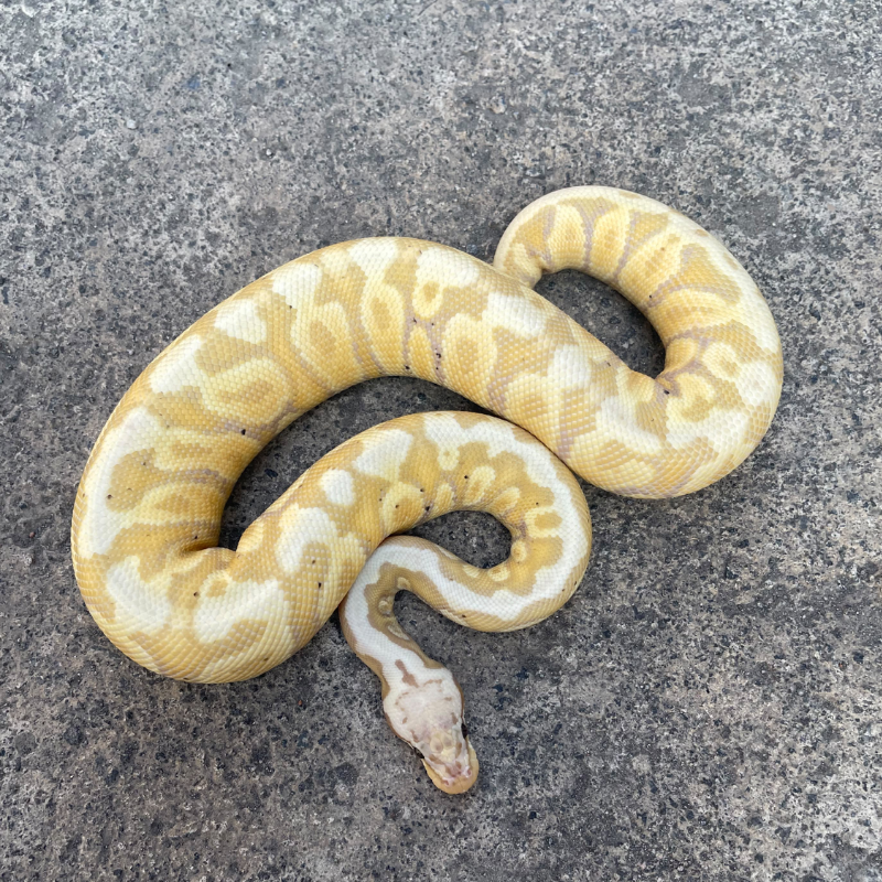 Banana pastel spotnose