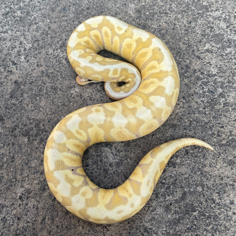 Banana pastel spotnose