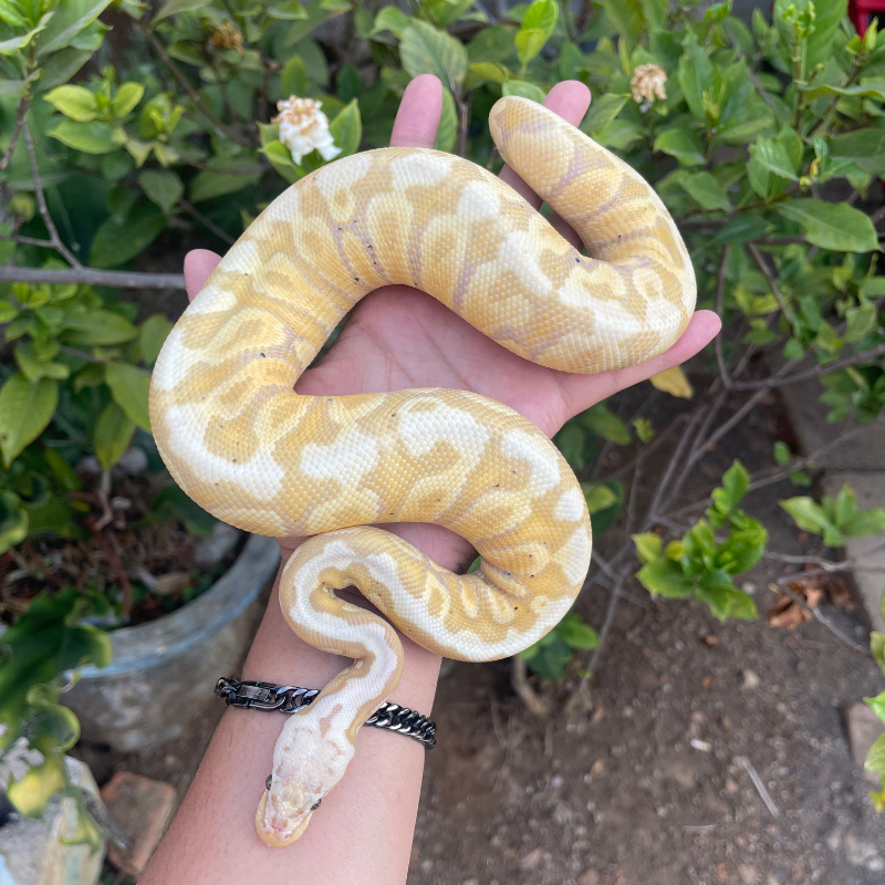 Banana pastel spotnose