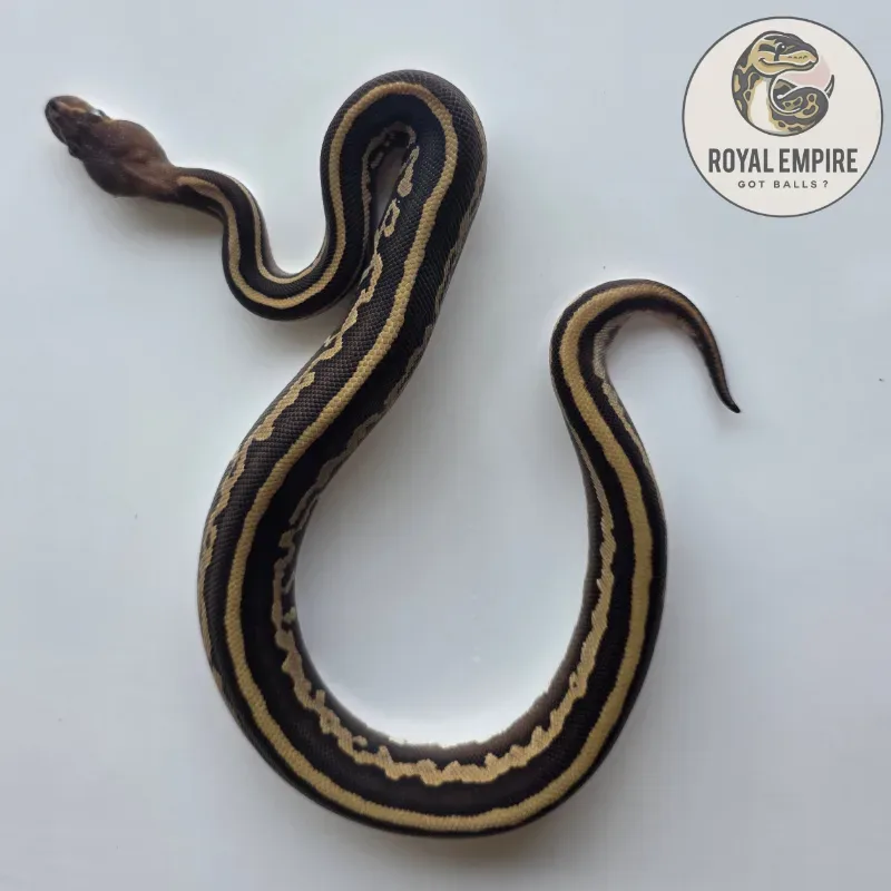 Mojave Mahogany Het Pied