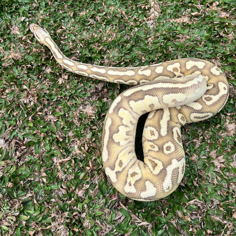 Super Pastel Butter Fire