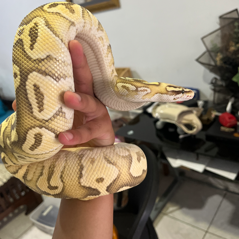 Super Pastel Butter Fire