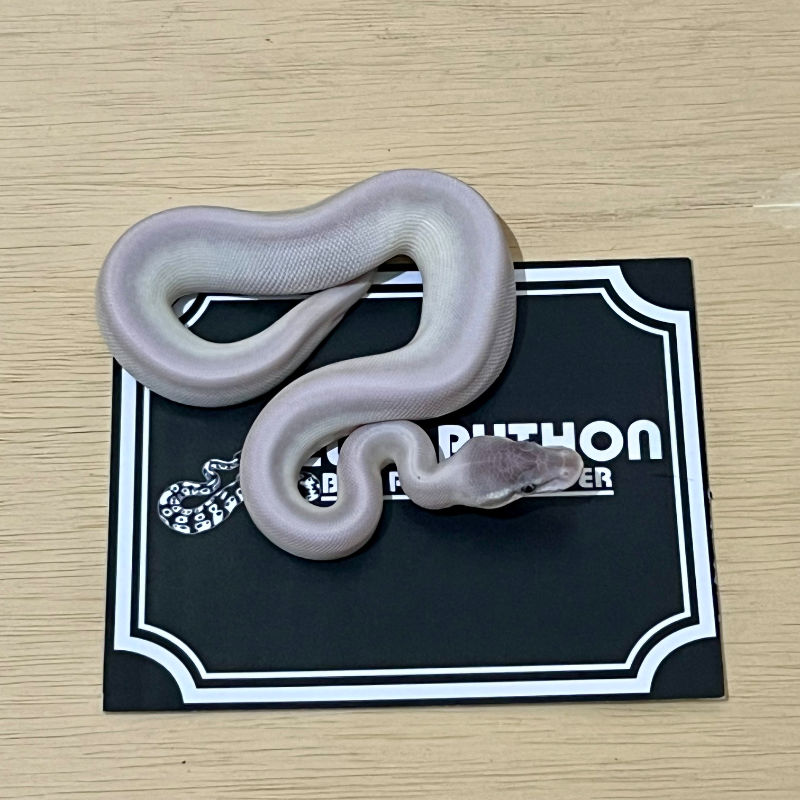 Super Mojave Ball Python