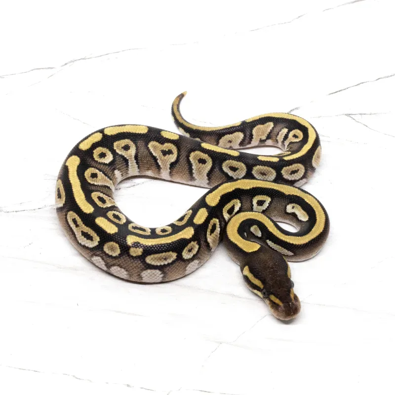 Mojave Het Lavender Albino Het Pied