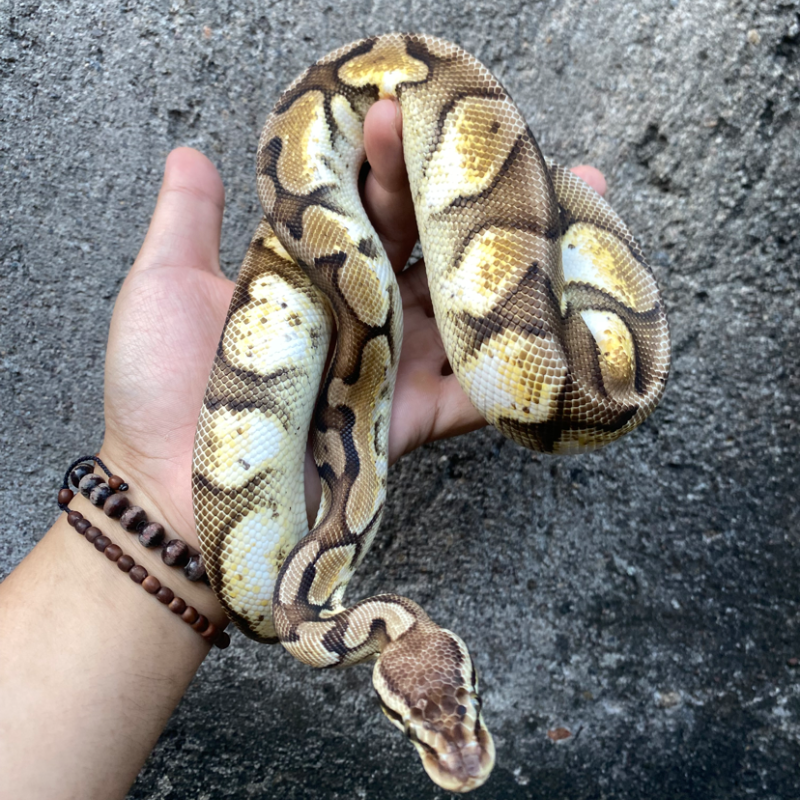 Pastel Calico Het Axanthic VPI