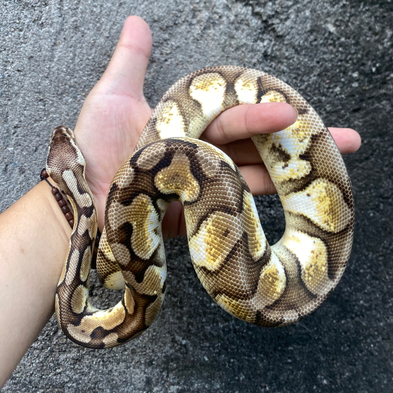 Pastel Calico Het Axanthic VPI