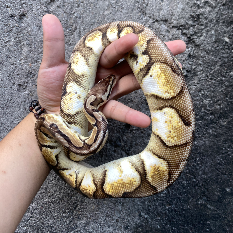 Pastel Calico Het Axanthic VPI
