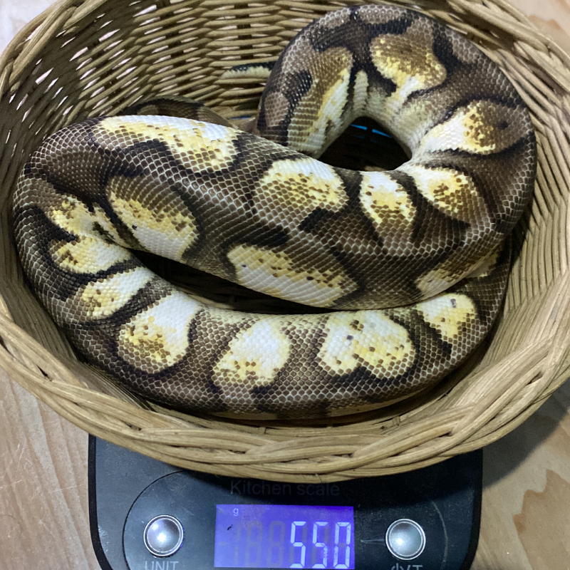Pastel Calico Het Axanthic VPI