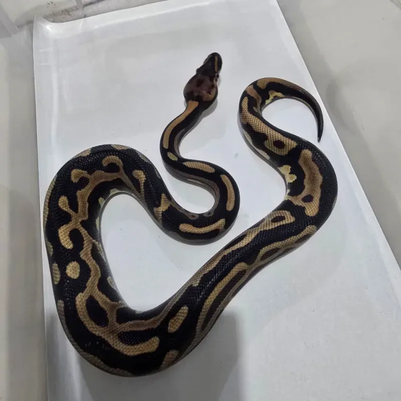F Leopard (Poss Super Leopard) PH Desert Ghost